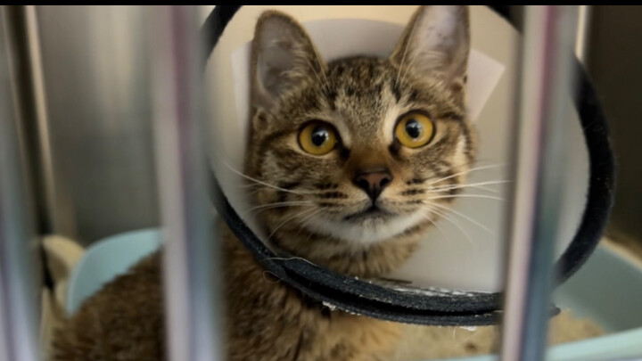 วันที่เจ็ดหลังผ่าตัดแมวน้อยขาหัก สามารถออกมาจากกรงแล้วกระโดดโลดเต้นด้วยสามขา แต่แผลที่ขาหลังยังมีน้ำ