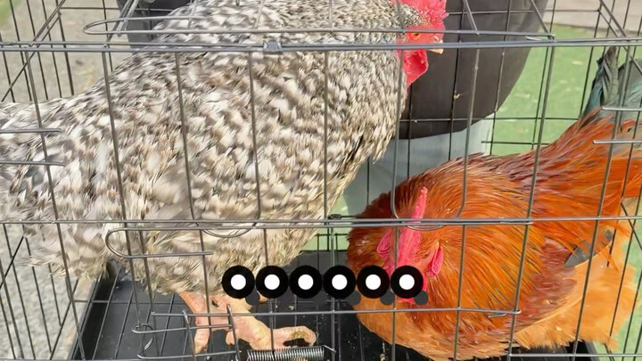 ไก่นำแฟนกลับมาแล้ว