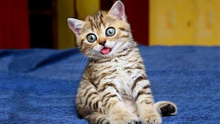 Funniest Animals Videos 2023 😹 Try Not To Laugh Funny Dogs And Cat 😁