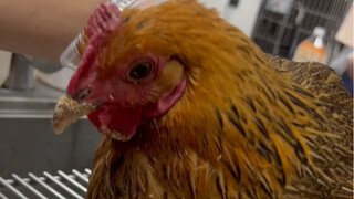 Ini bukan ujian kemampuan medisku, ini ujian kemampuan memasakku