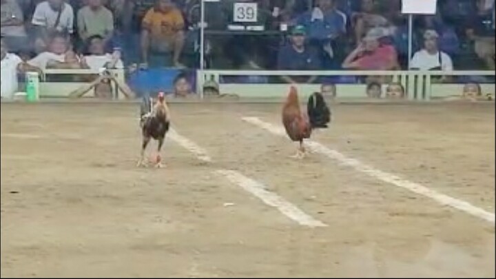 Dome Vs Dalusapi, 44k PARADA LUCENA VS LUSIANA #2HITS ULUTAN SABONG BEST FIGHT