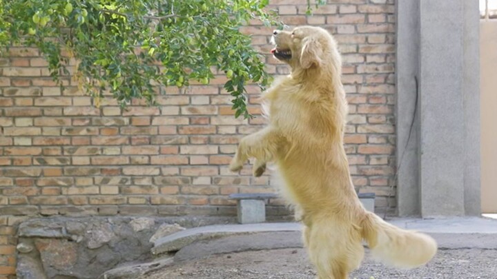 Pfft, dia malah ngira aku nggak bisa nangkepnya!