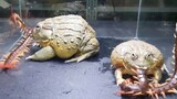 These two bullfrogs' buffet!