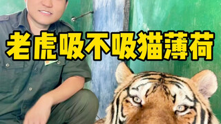 "Tiger Meets Catnip", written in blood by thousands of people, is here!