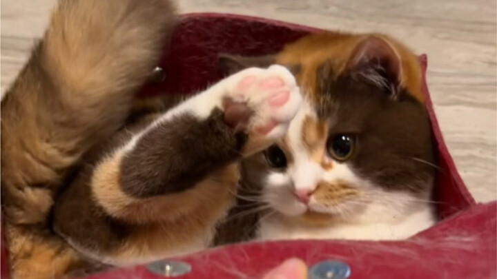 Apakah ada anak kucing yang belum pernah bermain dengan mobil goyang?