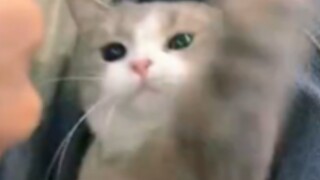 Xiao!!!!!!! Mao!!!!!!!!! Mi!!!!!!!!!!!!!!!