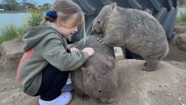 小女孩和两只胖袋熊玩耍🐻