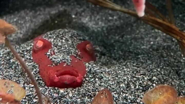 Beautiful Red Fish in sea amazing video of 2025