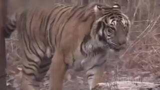 Harimau betina yang menangani kekerasan di luar negeri