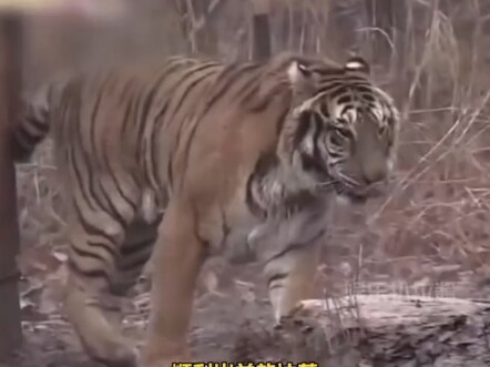 แม่เสือผู้ปราบการกลั่นแกล้งในต่างประเทศ