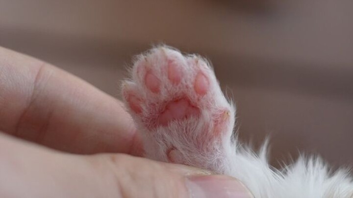 还没埋过粑粑，抓紧吸~