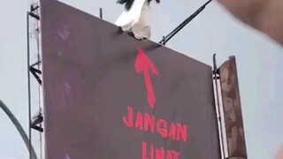 Seram co jngan liat