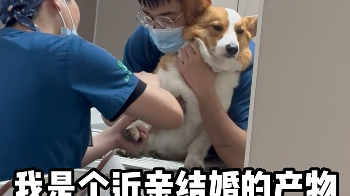 Orang miskin jangan sekali-kali memelihara anjing