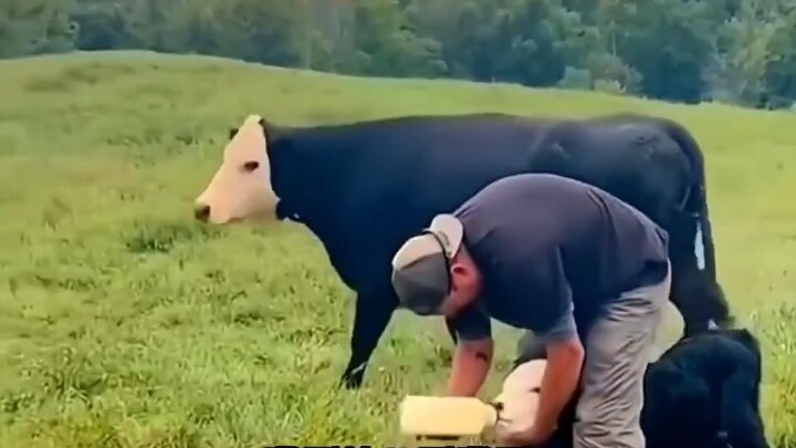 مقاعد الجلد الأصلي رائعة حقًا!