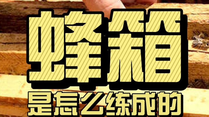 A "Box" of Deep Affection: The Stories and Wisdom Behind Modern Beehives