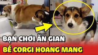 Khuôn mặt HOANG MANG của chú chó Corgi vì bị bạn chơi ĂN GIAN 😂 | Yêu Lu