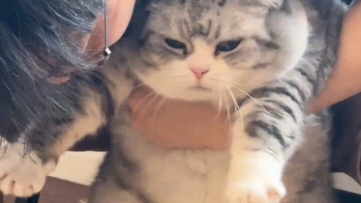 Bình ga nhỏ bị chê béo còn nổi giận