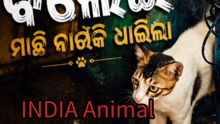 🐾 Amazing Animal Moments | Cute & Wild Animals 🐶🐱🦁