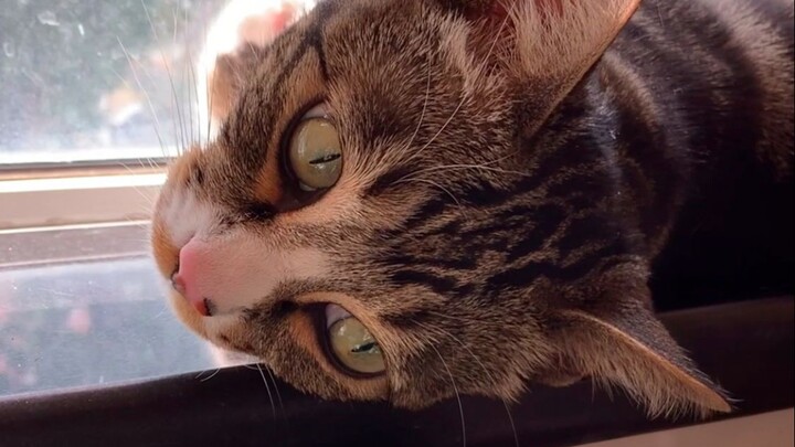 ใครยังหาความเศร้าเล็กๆ ในวันที่เบื่อไม่เป็นบ้าง? 【อู๋อู๋คือแมวตัวหนึ่ง】