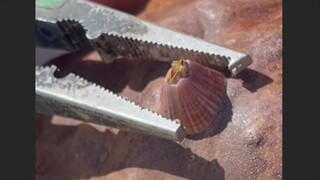 藤壶就是海里的蚊子，给动物带来痛苦