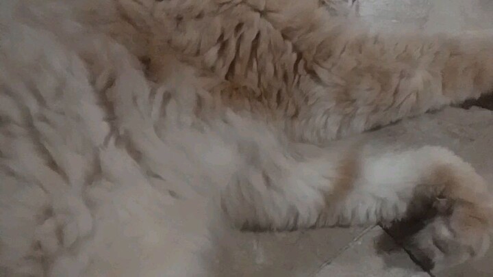 Persian cat