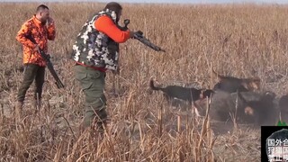 近距离打野猪，绝命反扑紧张刺激，差点没命的那种哦