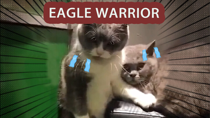 Kung Fu Cats