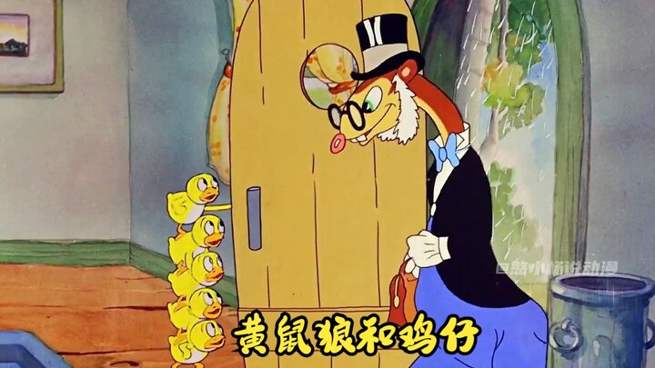 The weasel took advantage of the hen mom's absence to sneak into the chicken coop and snatch a chick