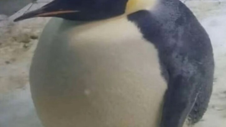 Dewa Pembangkang di Antartika