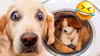 Funniest Dogs And Cats Videos 😅 - Best Funny Animal Videos 2022 😜 #7