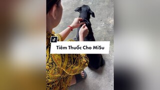 Trả lời  SÁNG NAY MISU ĂN LẠI RỒI MỪNG QUÁ MỌI NGƯỜI ƠI chó_cưng misu ngocanhstore 66đồngtháp