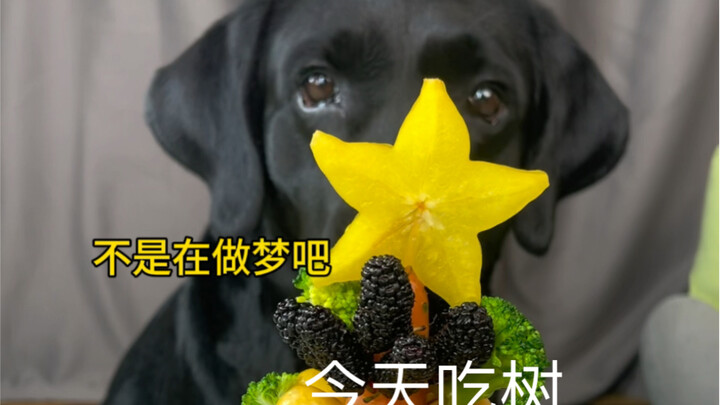 Eating a tree today
