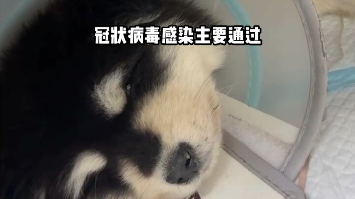 Watch “His Big Sausage Wraps the Little One” — it ends on a happy note!