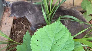 The hamster managed to survive and escaped right under the cat's nose