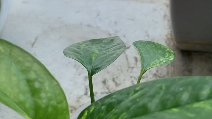 อิพิเหลือง no1