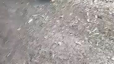 panalo talisay gold natin mga ka figjter's