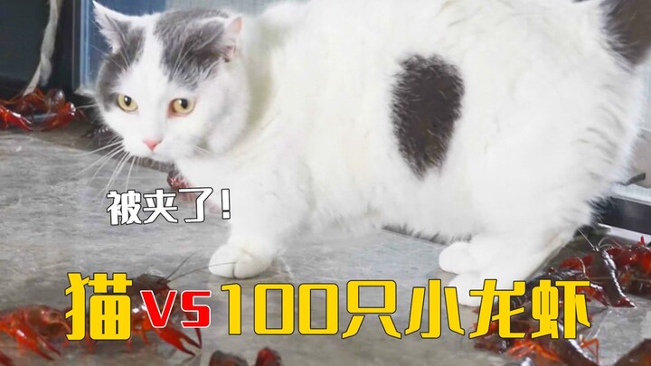 Khi 5 chú mèo đại chiến 100 con tôm hùm đất, ai dám kẹp mèo của tôi?