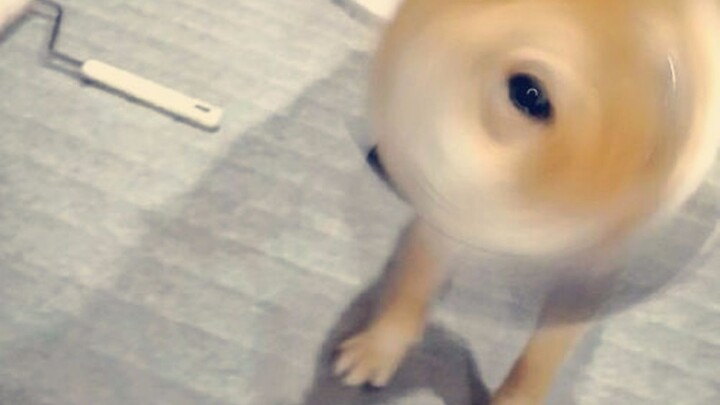Bored at home and going crazy? Check out these goofy, adorable videos to de-stress #19