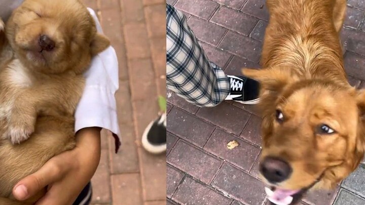 Chủ nhân bế cún con khen không ngớt, còn chó mẹ đứng bên cạnh đầy tự hào: “Đáng yêu chưa! Chính tao 