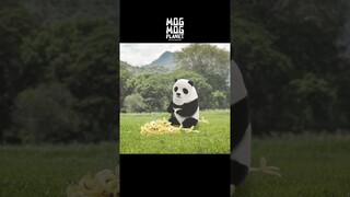 Gazelle ＆ Panda - MOGMOG PLANET Observation Diary | It's Anime #shorts #anime #animals