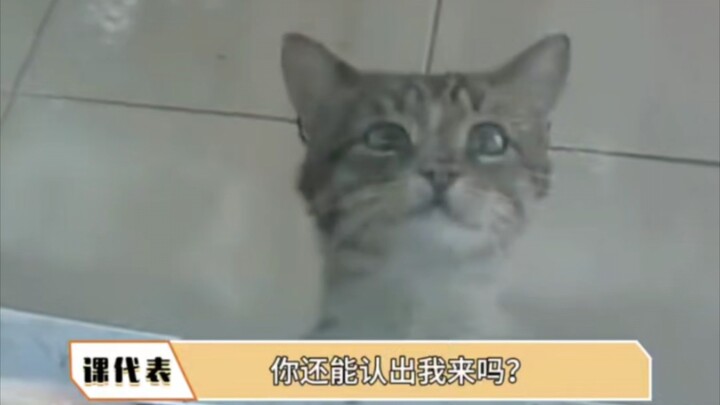 How did this silly kid end up as a stray cat after being reincarnated? #EntertainmentRecommendation