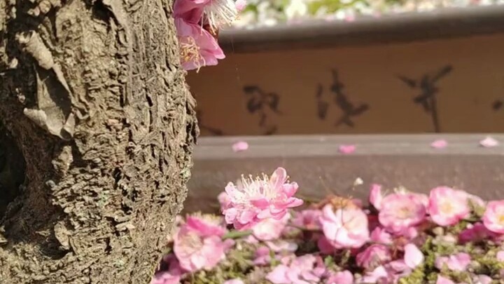 The joy netizens discovered while pruning plum blossoms: the blossoms are spun around by spider silk