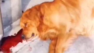 As expected, Golden Retrievers are all drama queens...