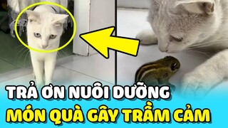 💥MÓN QUÀ TRẢ ƠN của bé mèo ngoan khiến cô chủ HOANG MANG không dám nhận | TIN GIẢI TRÍ