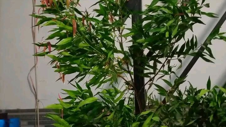 bila berminat bisa WhatsApp saya 0895392033422 Maskur atau Adi 083129061077