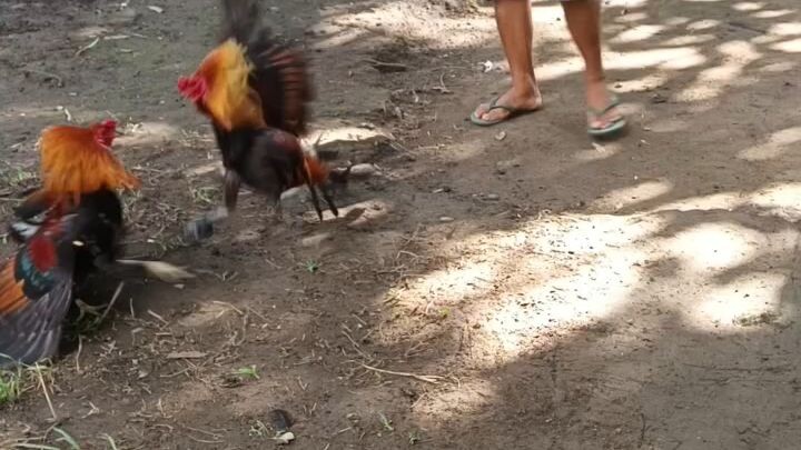 golden monkey vs mclean hatch