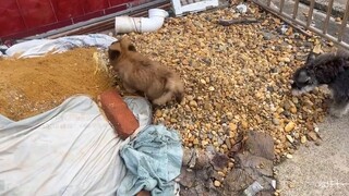 The Sheniu puppy came to visit again. He smiled so happily when he heard that there was dog food to 