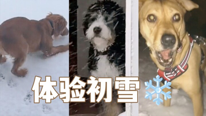 When the dogs see snow for the first time ❄️