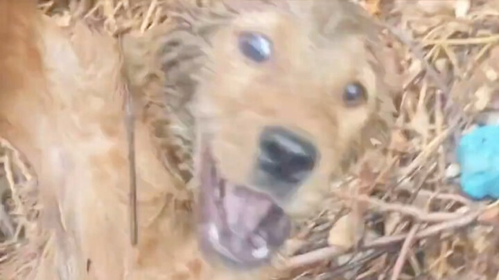 Rescuing a Dog from a Septic Tank