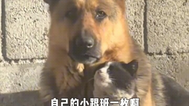 Hilarious! Three German Shepherds bring home a milk-cow cat chief—they’re practically begging their 